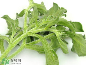 冰草為什么咸？冰草怎吃不咸？