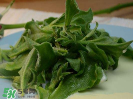 冰草多少錢一斤？非洲冰草多少錢一斤？