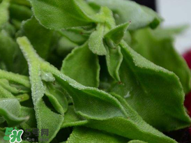 冰草多少錢一斤？非洲冰草多少錢一斤？