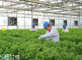 ?冰草為什么會(huì)酸？冰草為什么是酸的？