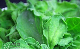 孕婦可以吃冰草嗎？冰草對孕婦有什么好處？