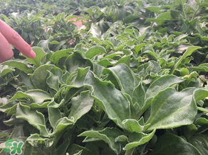 冰草什么時候種？冰草怎么種植？