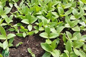 冰草什么時候種？冰草怎么種植？