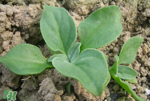 冰草什么時候種？冰草怎么種植？