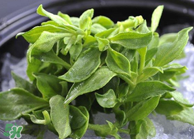 冰草吃了有什么好處？冰草的營(yíng)養(yǎng)價(jià)值