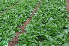 冰菜什么季節(jié)種植？冰菜怎么種植？