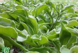 冰菜什么季節(jié)種植？冰菜怎么種植？