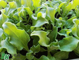 冰菜什么季節(jié)種植？冰菜怎么種植？