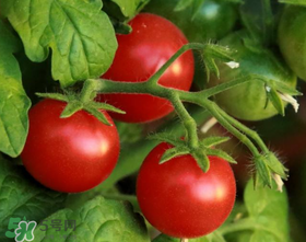 蝦爬子可以和西紅柿一起吃嗎？蝦爬和西紅柿能一起吃嗎？