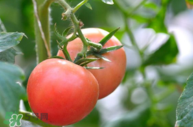 蝦爬子可以和西紅柿一起吃嗎？蝦爬和西紅柿能一起吃嗎？