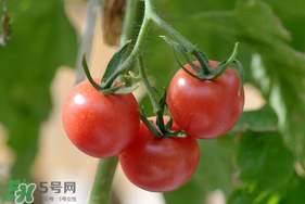 蝦爬子可以和西紅柿一起吃嗎？蝦爬和西紅柿能一起吃嗎？