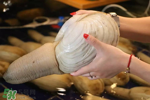 2017象拔蚌多少錢一斤？象拔蚌多少錢一斤2017？