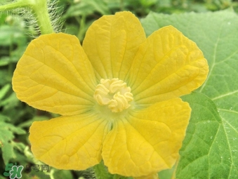 黃瓜花能吃嗎？黃瓜花怎么吃