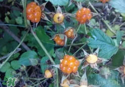 刺泡是覆盆子嗎？刺泡和覆盆子的區(qū)別