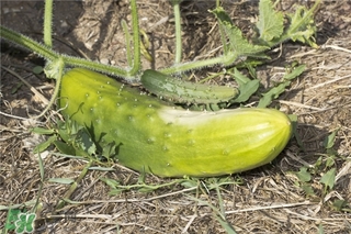 黃瓜根能吃嗎？黃瓜根可以吃嗎？