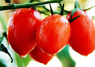 圣女果是水果還是蔬菜？圣女果屬于蔬菜還是水果