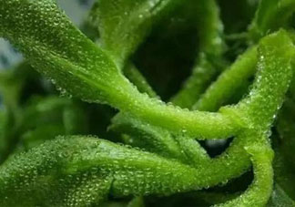 冰草可以放冰箱嗎？冰草能用冰塊保存嗎？