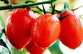 圣女果什么好處？圣女果的營養(yǎng)價值