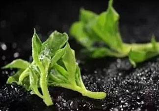 冰草怎么涼拌？冰草怎么涼拌好吃？