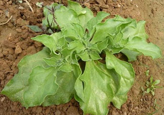 冰菜什么季節(jié)種植？冰菜怎么種植？