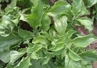 冰草什么時(shí)候種？冰草怎么種植？