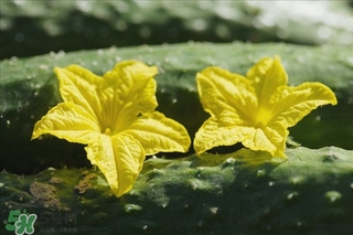 黃瓜根能吃嗎？黃瓜根可以吃嗎？