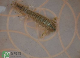 蝦爬子怎么保存？蝦爬子怎么保存才新鮮？