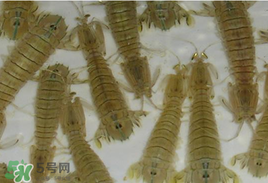 蝦爬子怎么保存？蝦爬子怎么保存才新鮮？