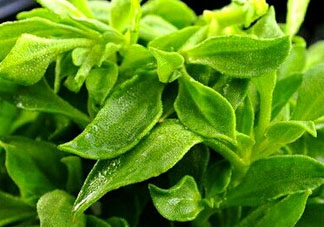 冰草是田七嗎？冰草和田七一樣嗎？