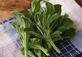 吃冰菜有什么好處？冰菜吃了有什么好處？