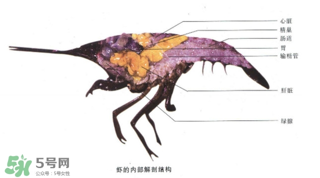 油燜大蝦怎么洗？油燜大蝦怎么清洗