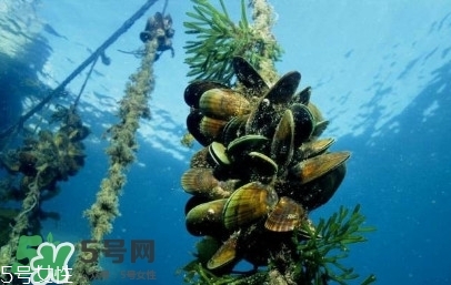 青口貝如何清洗？青口貝怎么處理