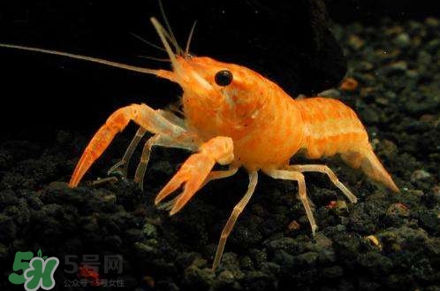 蝦子怎么養(yǎng)？蝦子如何養(yǎng)