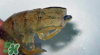 油燜大蝦怎么洗？油燜大蝦怎么清洗