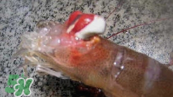 油燜大蝦怎么洗？油燜大蝦怎么清洗