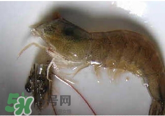 油燜大蝦怎么洗？油燜大蝦怎么清洗