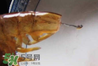 油燜大蝦怎么洗？油燜大蝦怎么清洗