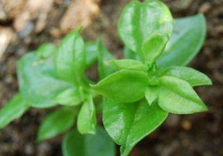 冰菜和穿心蓮是同一種菜嗎？冰菜和穿心蓮是一科嗎？