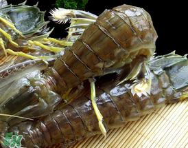 蝦爬子是寒性的嗎？蝦爬子是熱性的還是寒性的？