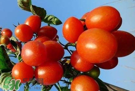 圣女果能空腹吃嗎？空腹吃圣女果好嗎