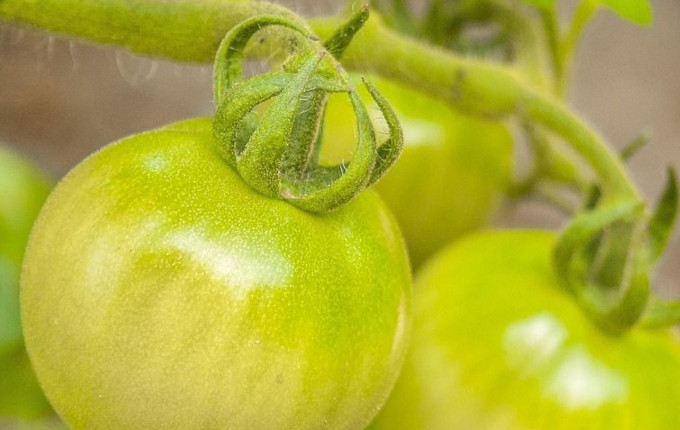 青番茄可以吃嗎？青番茄能不能吃