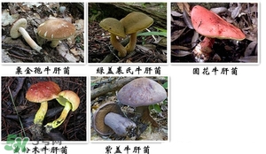 牛肝菌有毒嗎？有毒牛肝菌圖片