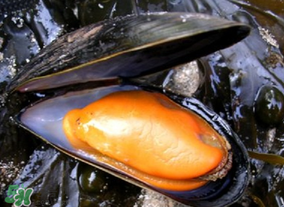 淡菜什么時候最肥？淡菜什么時候吃最好？