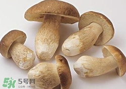美味牛肝菌多少錢一斤？一斤牛肝菌多少錢？