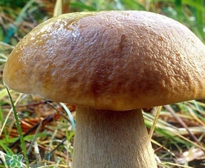 美味牛肝菌多少錢一斤？一斤牛肝菌多少錢？