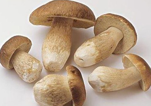 牛肝菌怎么吃？牛肝菌怎么做不會(huì)中毒