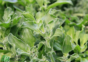 冰菜是什么菜？冰菜和冰草一樣嗎？