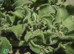 冰菜是什么菜？冰菜和冰草一樣嗎？