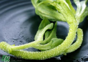 冰菜是什么菜？冰菜和冰草一樣嗎？