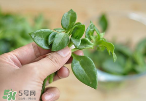 冰菜和穿心蓮是同一種菜嗎？冰菜和穿心蓮是一科嗎？